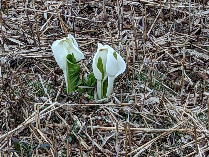 水芭蕉１