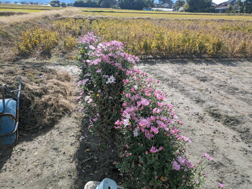 食用菊。美味しそうと思うのは一部の地域の方だけかな？