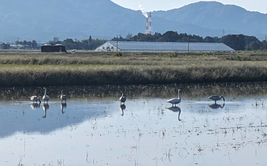 2023年、白鳥がやってきた！