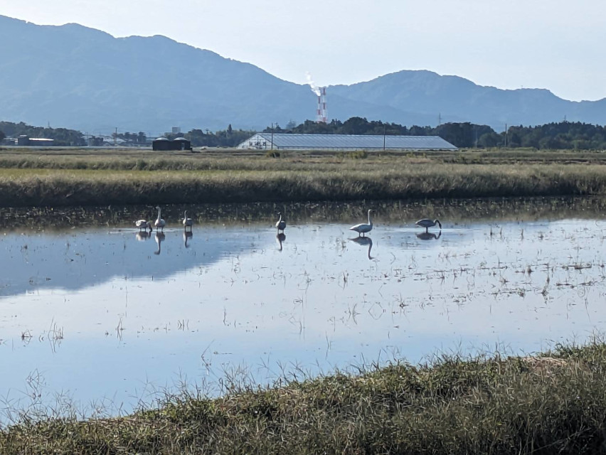 2023年、白鳥がやってきた！　ほんの一月前迄３５度の猛暑だったのに・・・