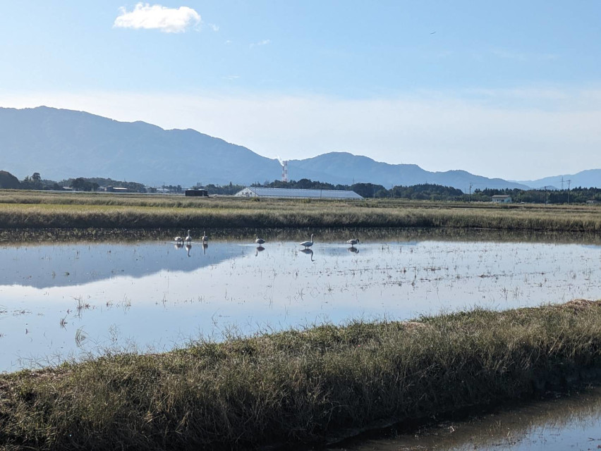 2023年、白鳥がやってきた！　遠路はるばるお疲れ様。