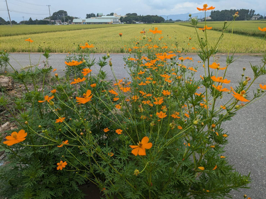 黄花コスモス、暑い時期から咲き始めるとは言え、コスモスを見ると秋を感じます