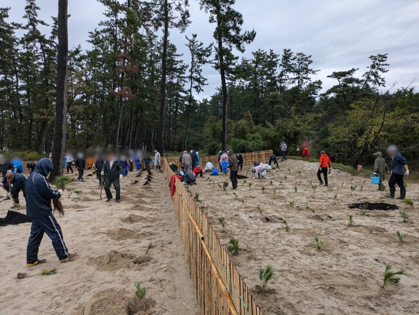 今日は荒井浜海浜公園の松の植栽です。一列に穴を掘り綺麗に植えていきます。