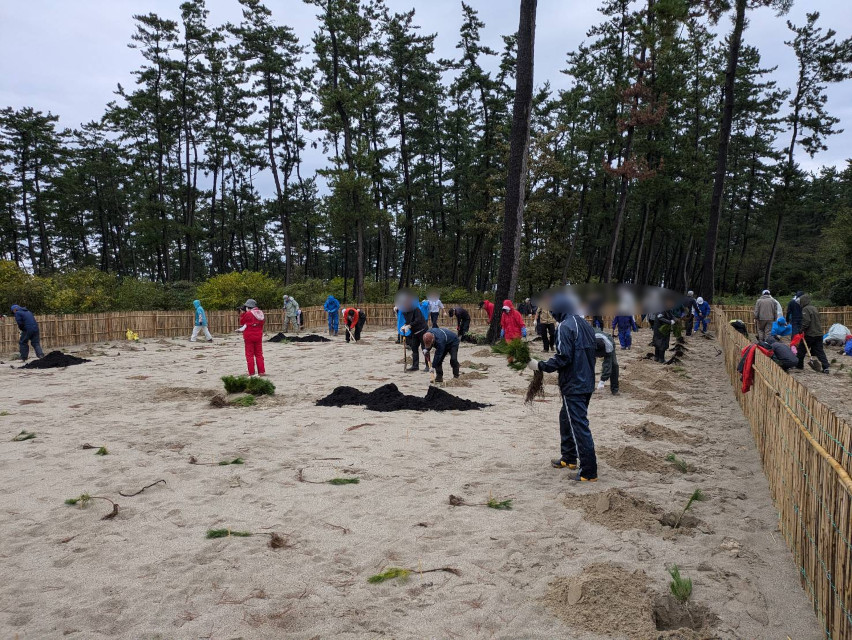 荒井浜海浜公園、かつて綺麗な松林が広がり雰囲気も抜群でしたが、悲しいことにマツクイムシにやられ、かなりの木々を伐採しました。