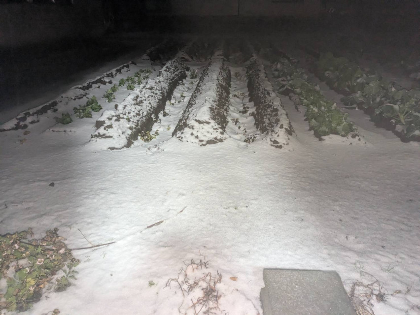 雪が降り始めました！今年は早いです・・・