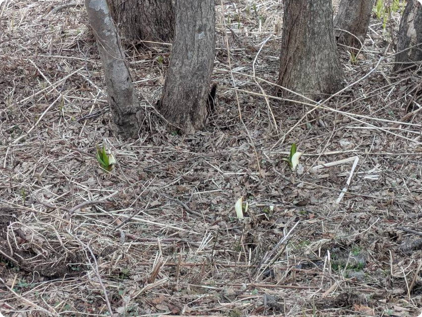 県指定天然記念物「地本のミズバショウ群落」気の早い水芭蕉が幾つか咲き始めました