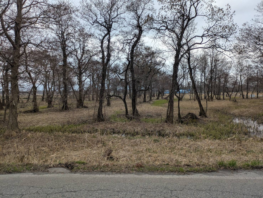 県指定天然記念物「地本のミズバショウ群落」群落全体としてはまだまだ」冬景色