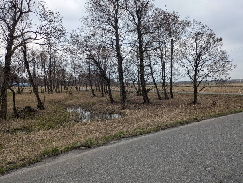 県指定天然記念物「地本のミズバショウ群落」群落全体としてはまだまだ」冬景色、寒い感じです