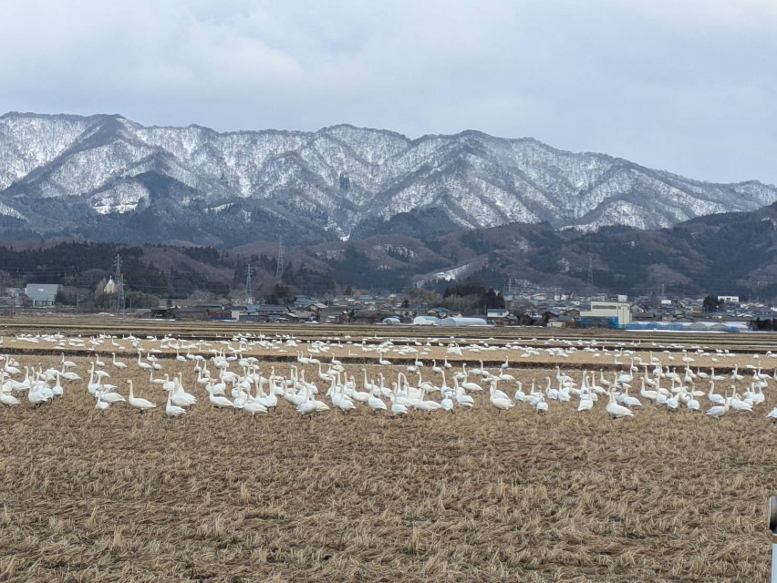 来たる春を前に、白鳥さんも皆さん集合にてお帰りのご相談中。